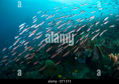 Scuola Fusilier, gruppo misto che viaggiano sul reef, Jeti Kota, moti, isola di Halmahera, ISOLE MOLUCCHE, INDONESIA Foto Stock