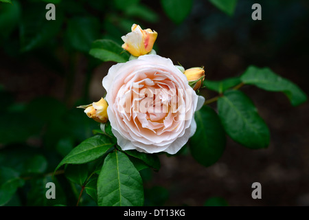 Rosa dolce Giulietta ausleap rose fiore doppio di pesche albicocche arbusti arbusto colore i colori dei fiori di fioritura Foto Stock