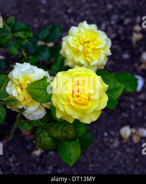 Rosa top rose floribunda rose fiori gialli Rose sboccia blooming Foto Stock