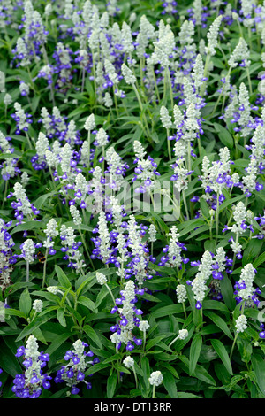 Salvia farinacea striata mealycup salvia blue silver petali di fiori perenni fioritura fioritura rigogliosa pianta ritratti Foto Stock