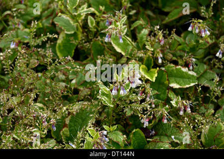 Symphytum grandiflorum orafo comfrey Nana fogliame verde foglia lascia pianta perenne variegato vernally primaverile piante perenni Foto Stock