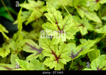 Tiarella braveheart fogliame lascia la copertura del terreno ombra ombroso bosco ombreggiato bosco giardino di fiori piante perenni foamflower Foto Stock