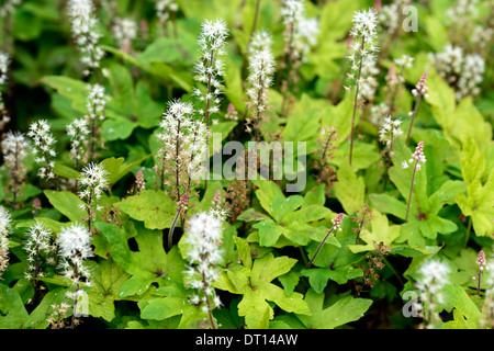 Molla tiarella symphony fioritura la copertura del terreno ombra pianta di giardino di fiori perenni foamflower fioriture bianche fioriture dei fiori Foto Stock