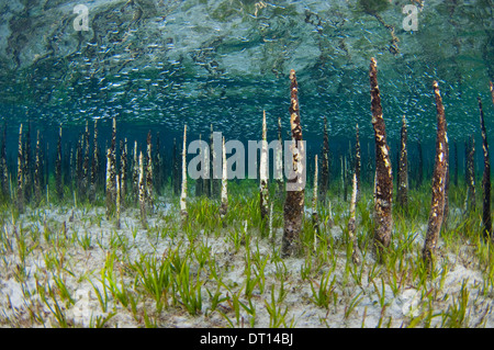 I germogli di mangrovia e glassfish, Halmahera, ISOLE MOLUCCHE, INDONESIA Foto Stock