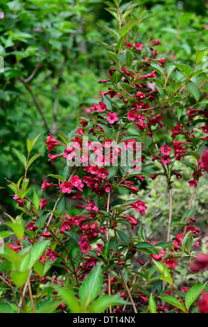 Weigela florida eva rathke fiore fiori fioritura rosa ad arbusto pianta Arbusti decidui Foto Stock