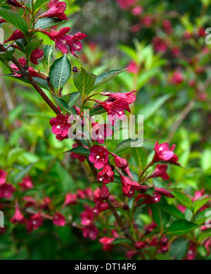 Weigela florida eva rathke fiore fiori fioritura rosa ad arbusto pianta Arbusti decidui Foto Stock