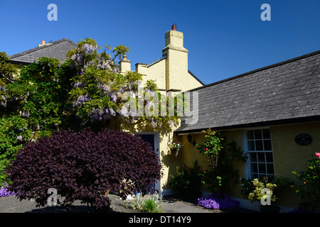 Wisteria sinensis cinese viola fiore fiorisce racemo racemi coprire casa parete esterna garden includono windgap cottage kilkenny Foto Stock