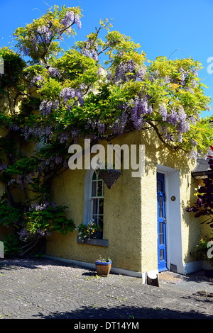 Wisteria sinensis cinese viola fiore fiorisce racemo racemi coprire casa parete esterna garden includono windgap cottage kilkenny Foto Stock