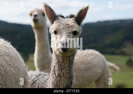 Alpaca Foto Stock