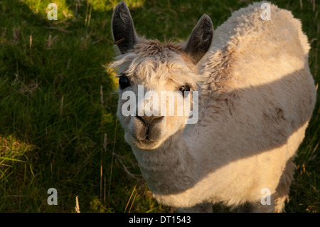 Alpaca Foto Stock