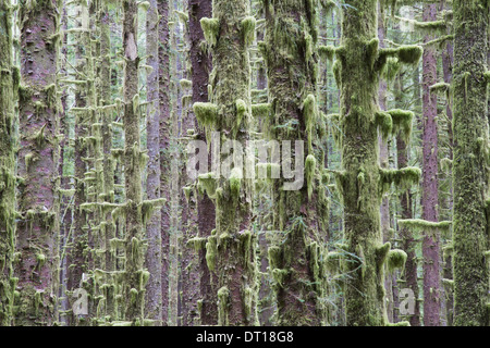 Il Parco nazionale di Olympic di Washington (USA). Sitka Spruce e Western Hemlock alberi della foresta pluviale Foto Stock