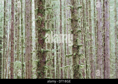 Il Parco nazionale di Olympic di Washington (USA). Sitka Spruce e Western Hemlock alberi della foresta pluviale Foto Stock