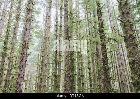 Il Parco nazionale di Olympic di Washington (USA). Sitka Spruce e Western Hemlock alberi della foresta pluviale Foto Stock