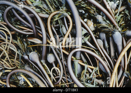 Rialto Beach Parco nazionale di Olympic di Washington (USA). Pila di Bull alghe Kelp lavato fino in spiaggia Foto Stock