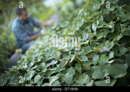 Woodstock New York STATI UNITI D'AMERICA agricoltore tendente a piante di cetriolo orto biologico Foto Stock