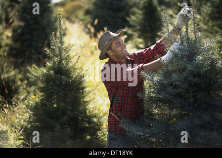 Woodstock New York STATI UNITI D'AMERICA uomo hat in piantagione di organico di alberi di Natale Foto Stock