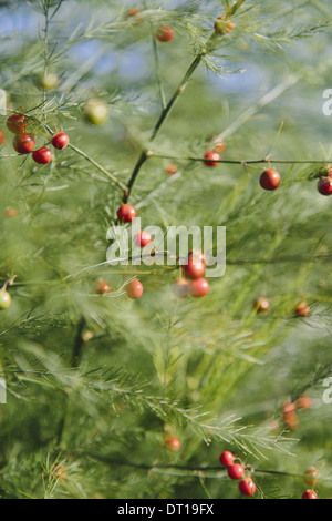 Impianto di asparagi Asparagaceae fern semi rosso Foto Stock