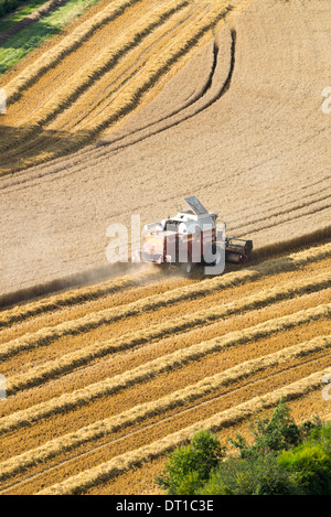 Vista aerea di una mietitrebbia in un wheatfield. Farm Works: estate il raccolto Foto Stock