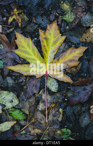 Stato di Washington USA autunno maple leaf girando colore verde al marrone Foto Stock