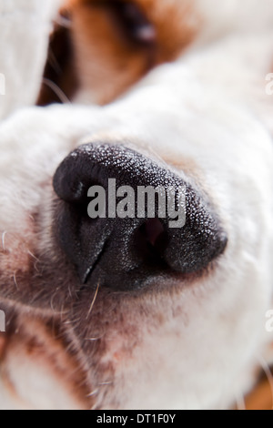 Naso di un cane , macro shot , concentrarsi sul centro ( beagle , cane di polizia ) Foto Stock