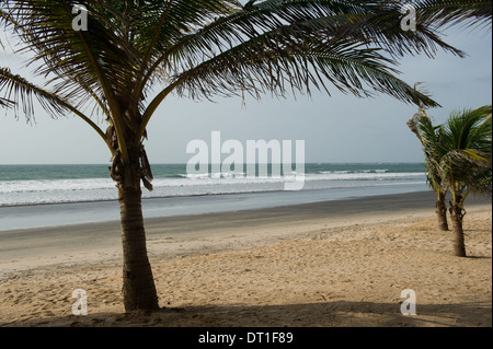 Palme spiaggia, Kololi, Banjul (Gambia Foto Stock