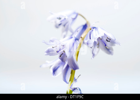 Primavera Bluebell Foto Stock