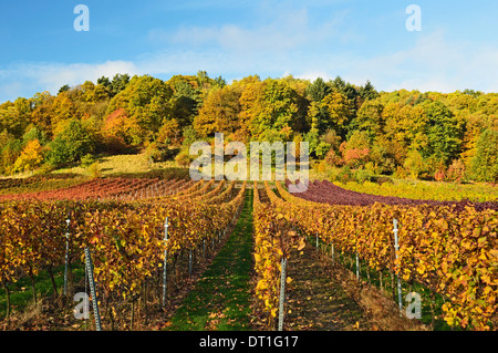 Paesaggio di vigneti, nei pressi di San Martin, Itinerario dei vini tedeschi, Renania-Palatinato, Germania, Europa Foto Stock