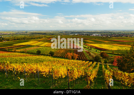 Paesaggio di vigneti, nei pressi di San Martin, Itinerario dei vini tedeschi, Renania-Palatinato, Germania, Europa Foto Stock