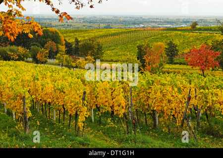 Paesaggio di vigneti, nei pressi di San Martin, Itinerario dei vini tedeschi, Renania-Palatinato, Germania, Europa Foto Stock