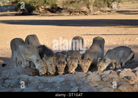 Lion (Panthera leo) famiglia, potabile Kgalagadi Parco transfrontaliero, ex Kalahari Gemsbok National Park, Sud Africa Foto Stock