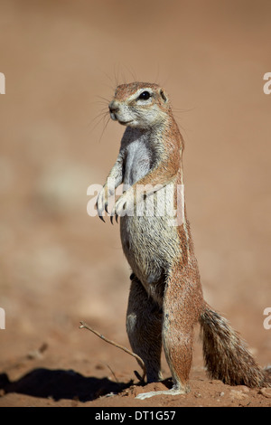 Massa del capo scoiattolo (Xerus inauris), Kgalagadi Parco transfrontaliero, ex Kalahari Gemsbok National Park, Sud Africa Foto Stock