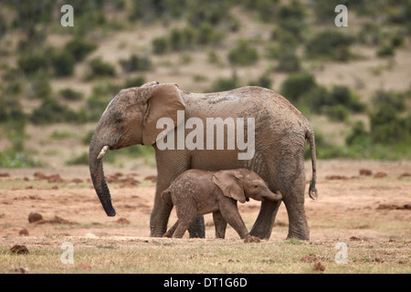 Elefante africano (Loxodonta africana) la madre e il bambino, Addo Elephant National Park, Sud Africa e Africa Foto Stock