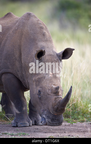 Rinoceronte bianco (Ceratotherium simum), la Hluhluwe Game Reserve, Sud Africa e Africa Foto Stock