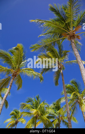 Gli alberi di palma, Long Bay, Antigua, Isole Sottovento, West Indies, dei Caraibi e America centrale Foto Stock