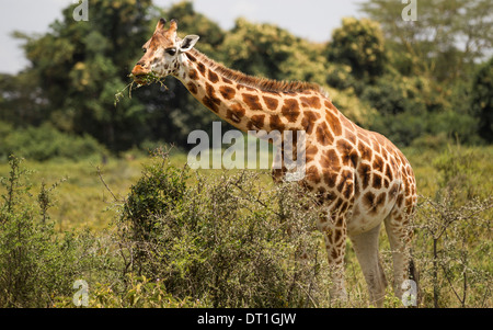 Rothchild Giraffe di fermarsi a mangiare una verdeggiante pranzo in Lake Nakuru National Park, Kenya, Africa Foto Stock