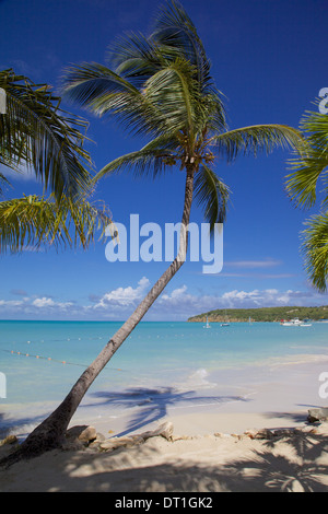 Spiaggia e palme, Dickenson Bay, St. Georges, Antigua, Isole Sottovento, West Indies, dei Caraibi e America centrale Foto Stock