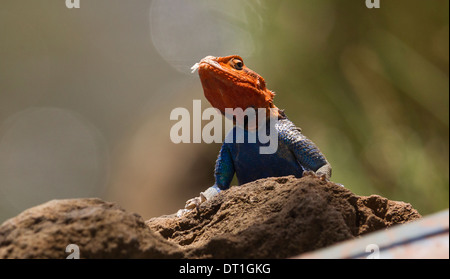 Maschio lucertola AGAMA SA seduto su una roccia nel lago Bogoria riserva nazionale in Kenya, Africa Foto Stock