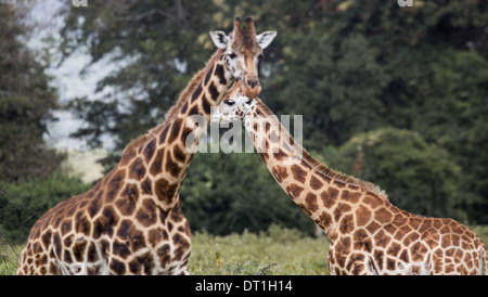 Coppia di Rothchild's giraffe passeggiando in Lake Nakuru National Park, Kenya, Africa Foto Stock