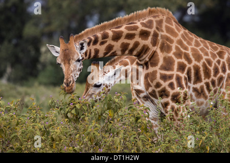 Coppia di Rothchild's giraffe godendo di un veloce pasto vegetariano a mangiare le foglie al Lake Nakuru National Park, Kenya, Africa Foto Stock