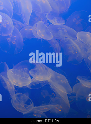 Il fantasma della luna traslucido jelly fish a Monterey Bay Aquarium Foto Stock