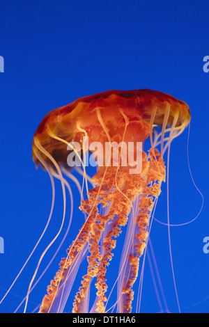 Mar Nero ortica medusa Chrysaora fuscescens scyphozoa sott'acqua in il Monterey Bay Aquarium California USA USA Foto Stock