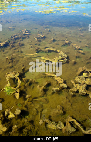 Le alghe in stagno al Green Point Park in Città del Capo - Sud Africa Foto Stock