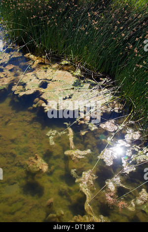 Le alghe in stagno al Green Point Park in Città del Capo - Sud Africa Foto Stock