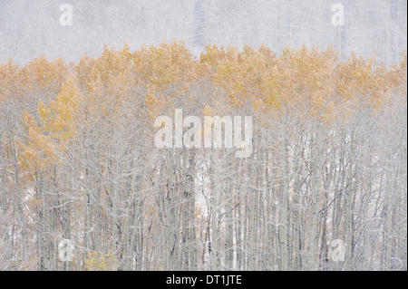 Aspen alberi in autunno durante la caduta di neve Wasatch Mountains dello Utah Foto Stock
