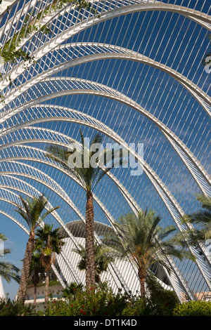 Le palme a L'Umbracle nella Città delle Arti e delle Scienze di Valencia Valenciana, Spagna, Europa Foto Stock