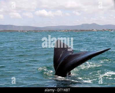 Balena Franca Australe (Eubalaena australis) femmina adulta in coda davanti a Kleinbaai, Western Cape, Sud Africa e Africa Foto Stock