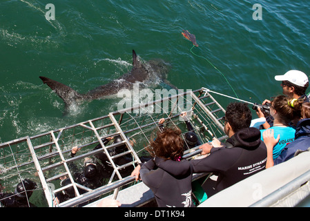Il grande squalo bianco nuota per gabbia, Great White shark cage diving, Marine Dynamics, Dyer Island, in Sud Africa e Africa Foto Stock
