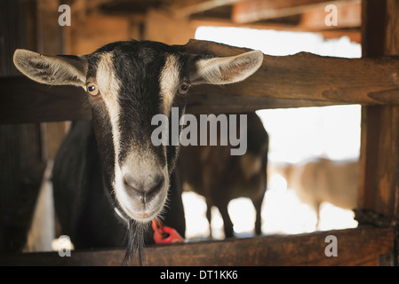 Un animale da azienda su di una azienda agricola biologica di una capra in una penna Foto Stock