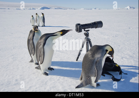 Un piccolo gruppo di curiosi pinguini imperatore guardando la fotocamera e treppiede sul ghiaccio un uccello del peering attraverso il mirino Foto Stock