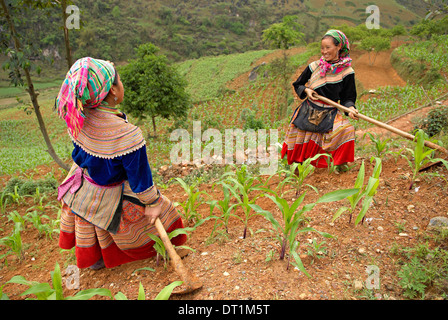 Fiore di etnia Hmong donna che lavorano nei campi, Bac ha area, Vietnam, Indocina, Asia sud-orientale, Asia Foto Stock